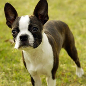 Meet your Posher, Davi